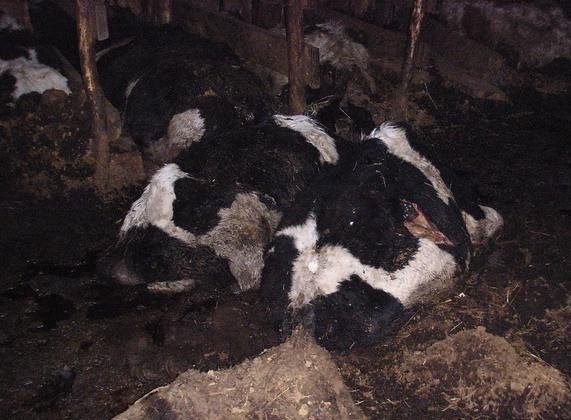 Трупы коров бросили гнить на улицах барабинского села